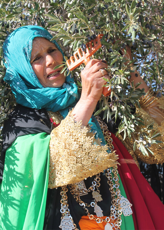 recolte huile d'olive